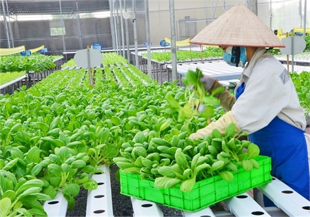 Nghị định 31/2023/NĐ-CP quy định xử phạt vi phạm hành chính về trồng trọt